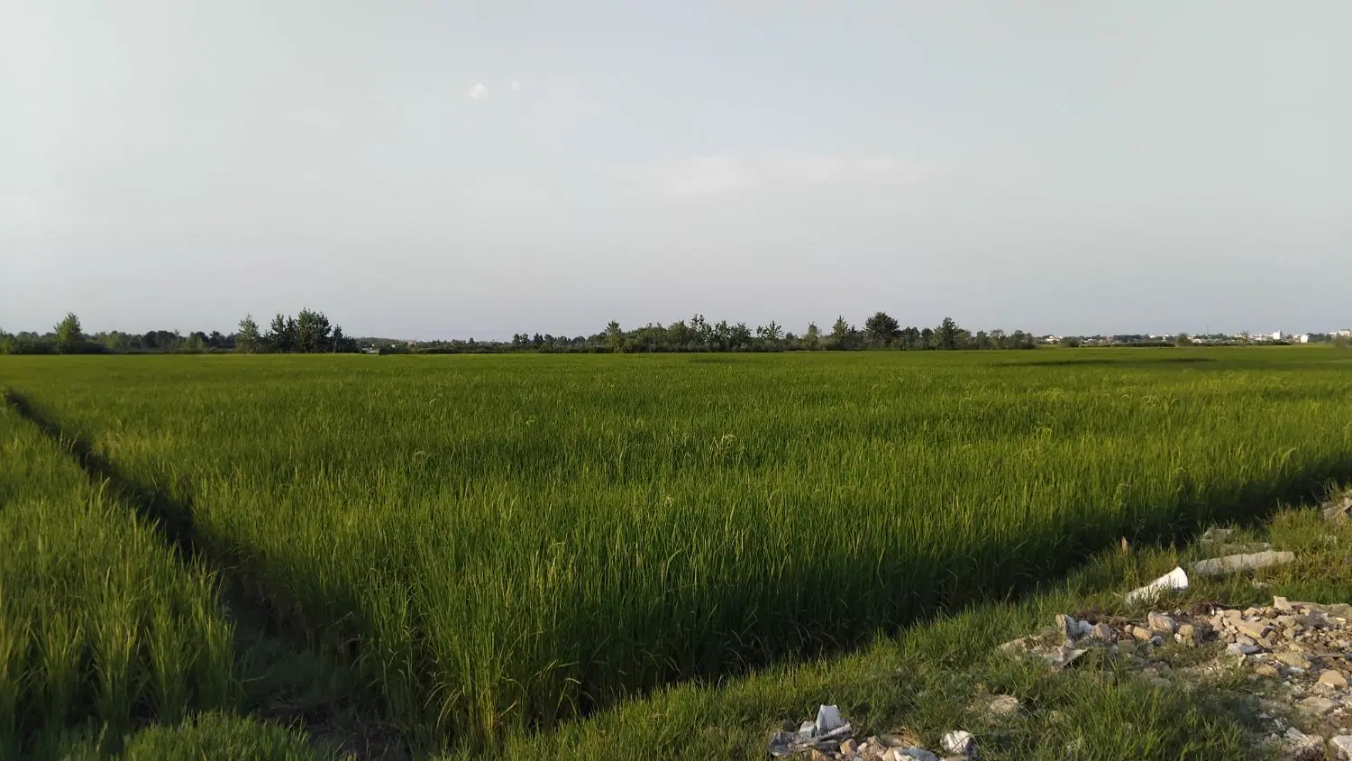 زمین کشاورزی 3400 متری