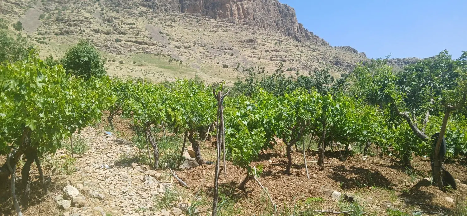 باغ