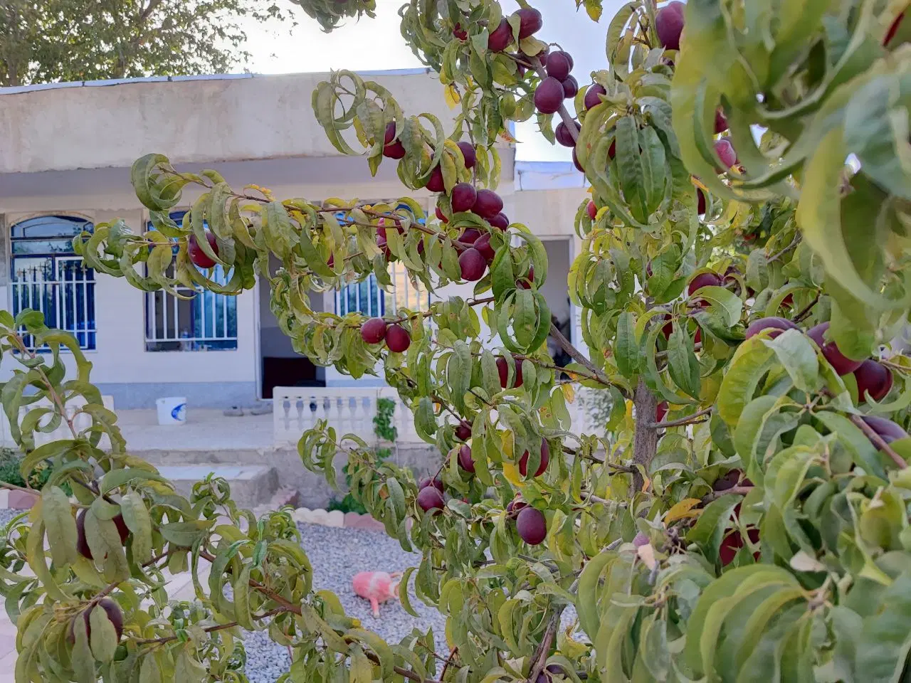 باغ با ویو عالی جاده امام زاده کوه