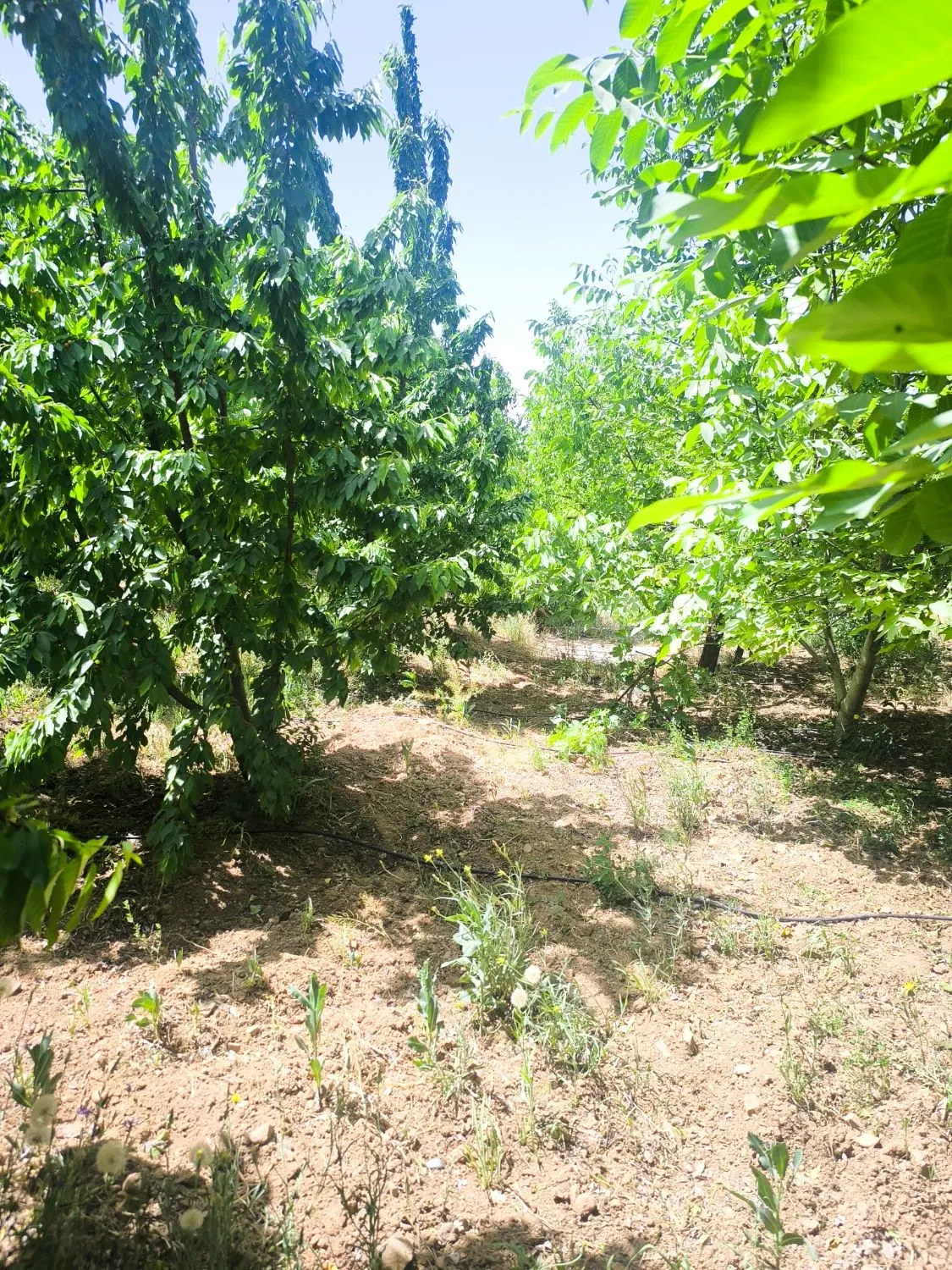 میوه دارای درختان