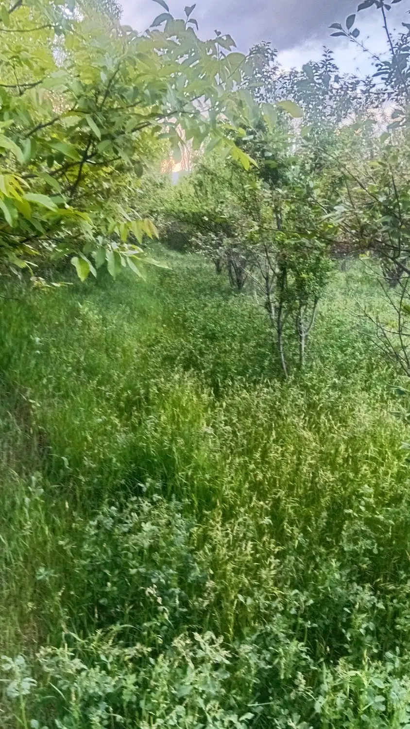 باغ نقلی