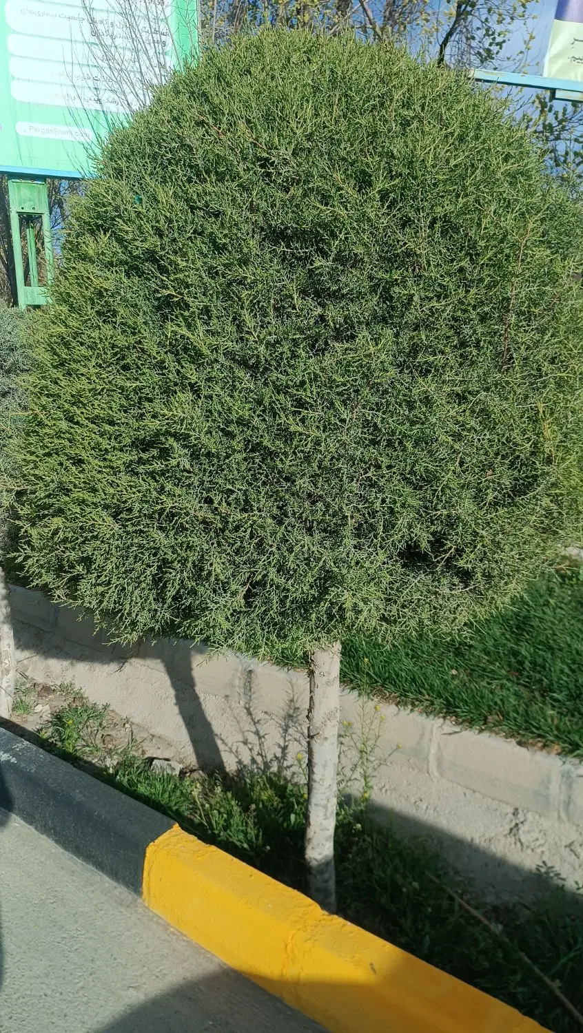 اجاره سویئت