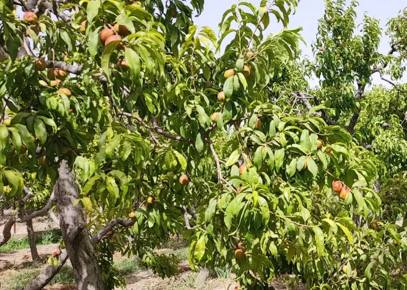باغ فنس دار قابل معاوضه با ملک در استان گیلان