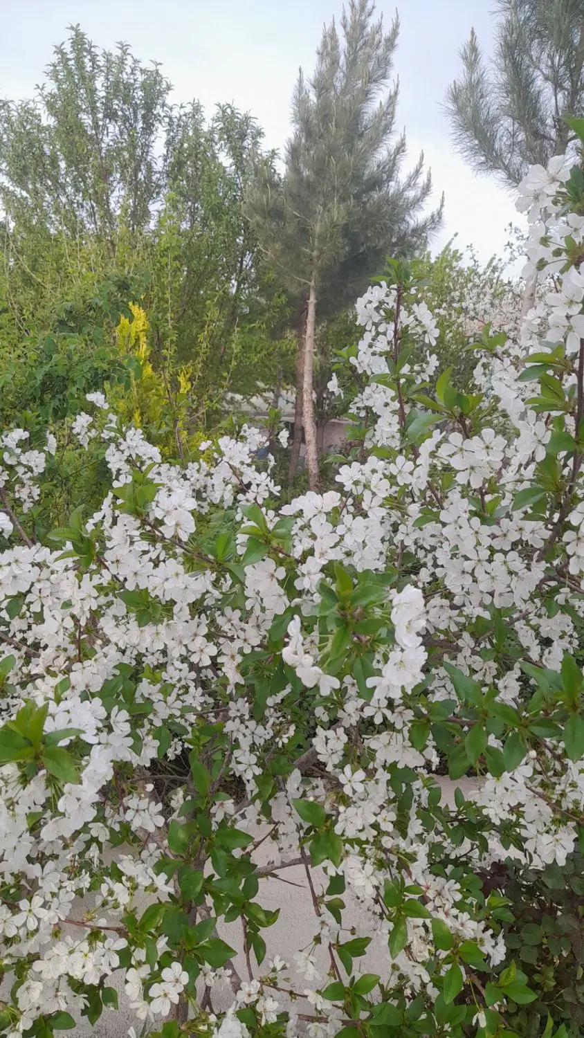 باغ ویلا