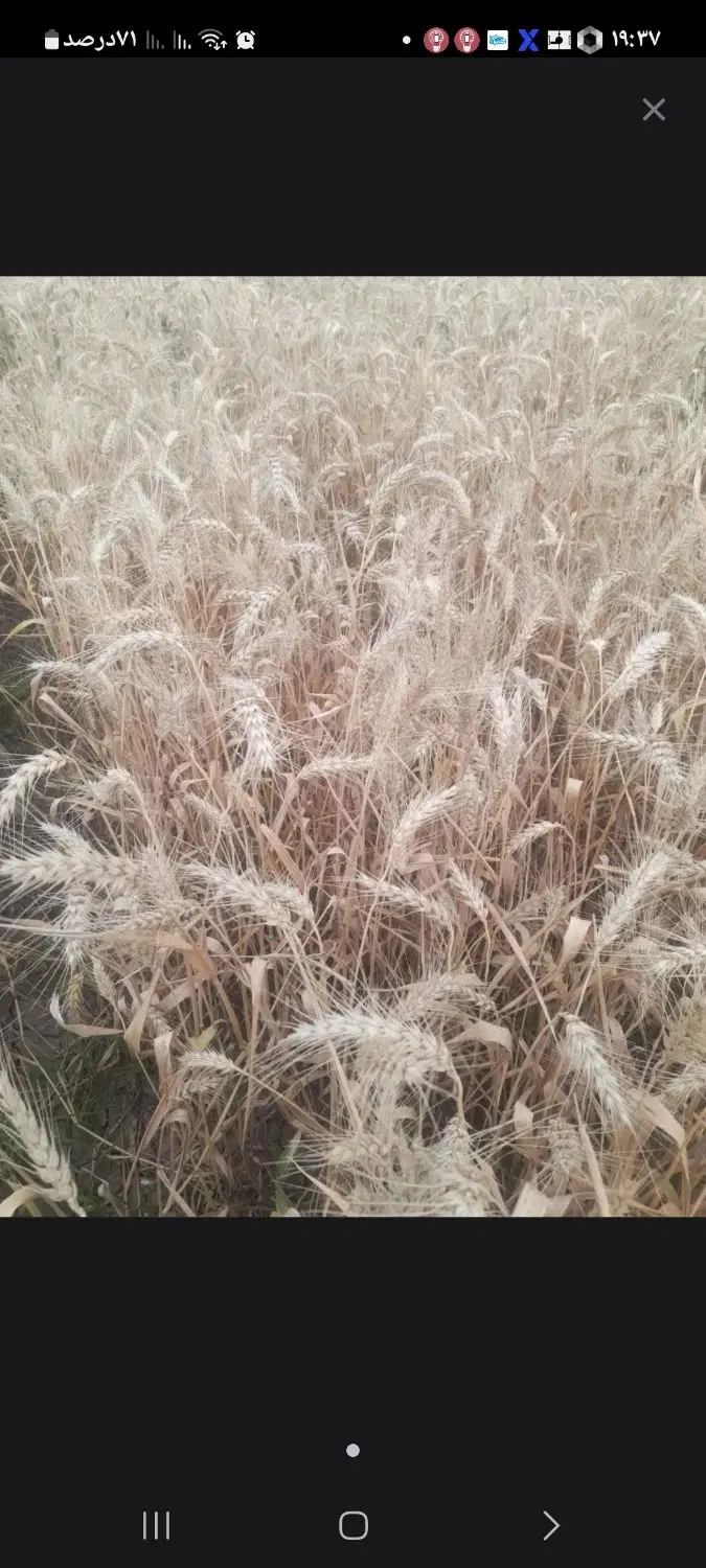 اجاره سیر جای گندم