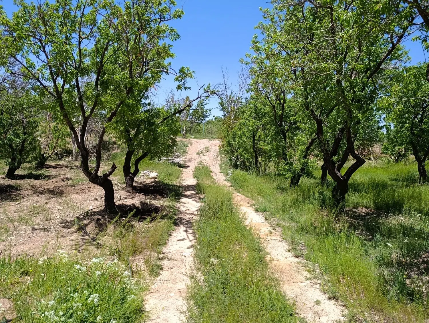 باغچه۷۵۰متری از باغات شوراب