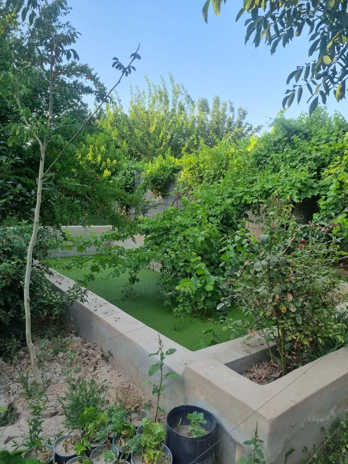 باغ سوییت در جیتو