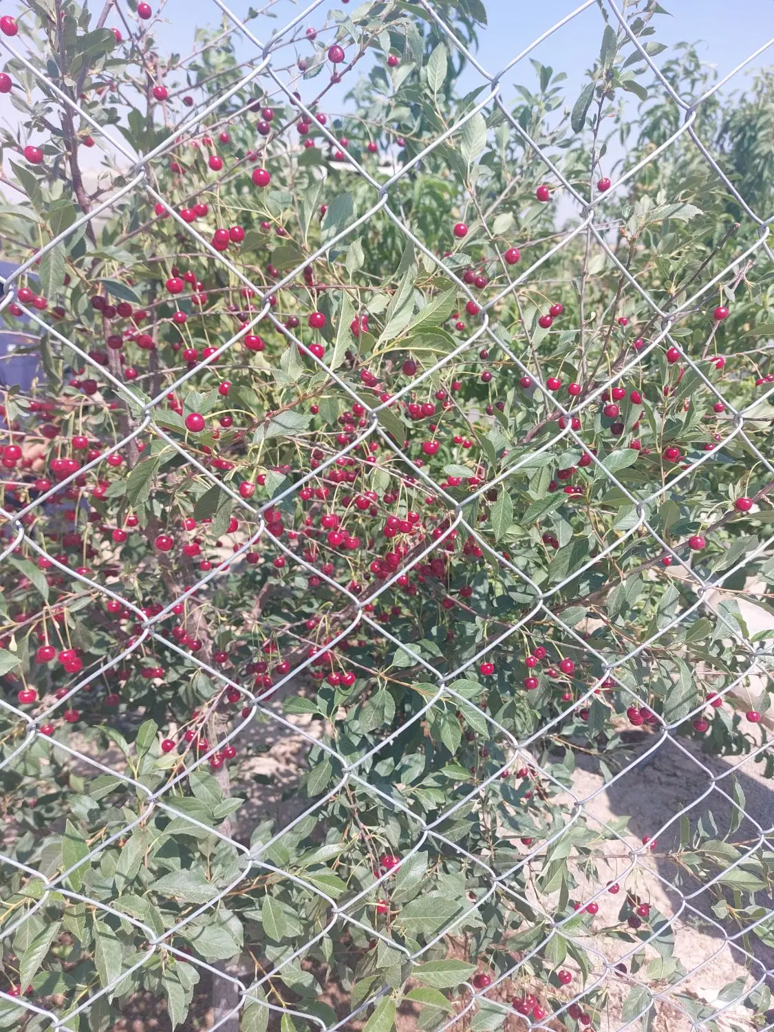 باغچه