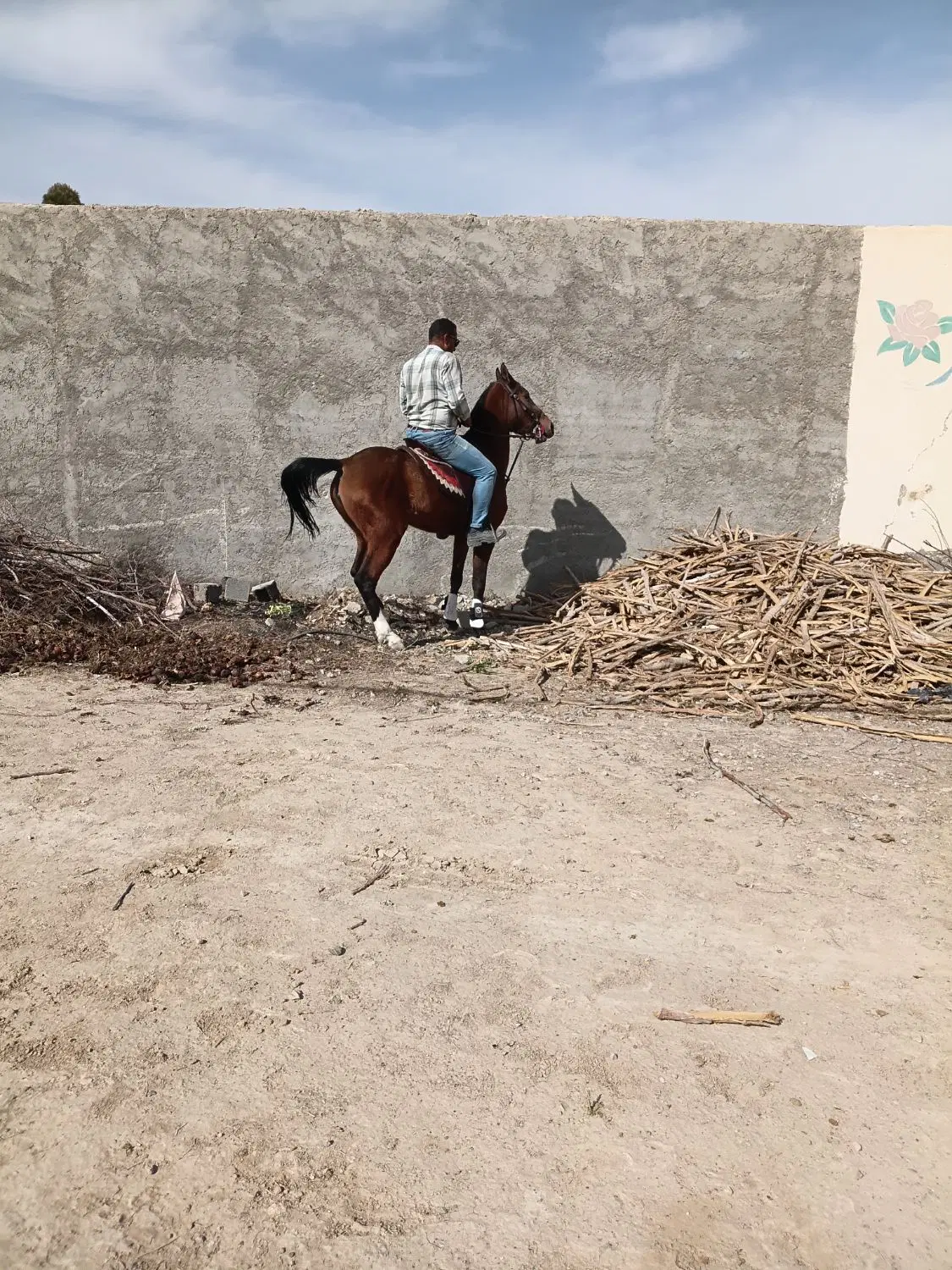 باشگاه سوارکاری تورنادو حرفه ای