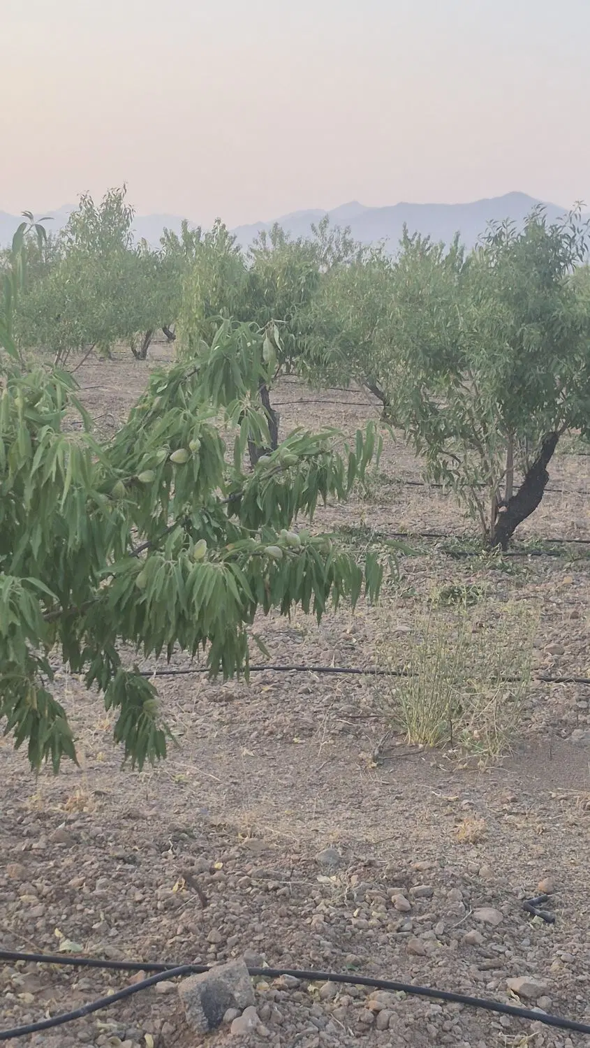 باغ در مزرعه ۱۷ جوی نجف آباد