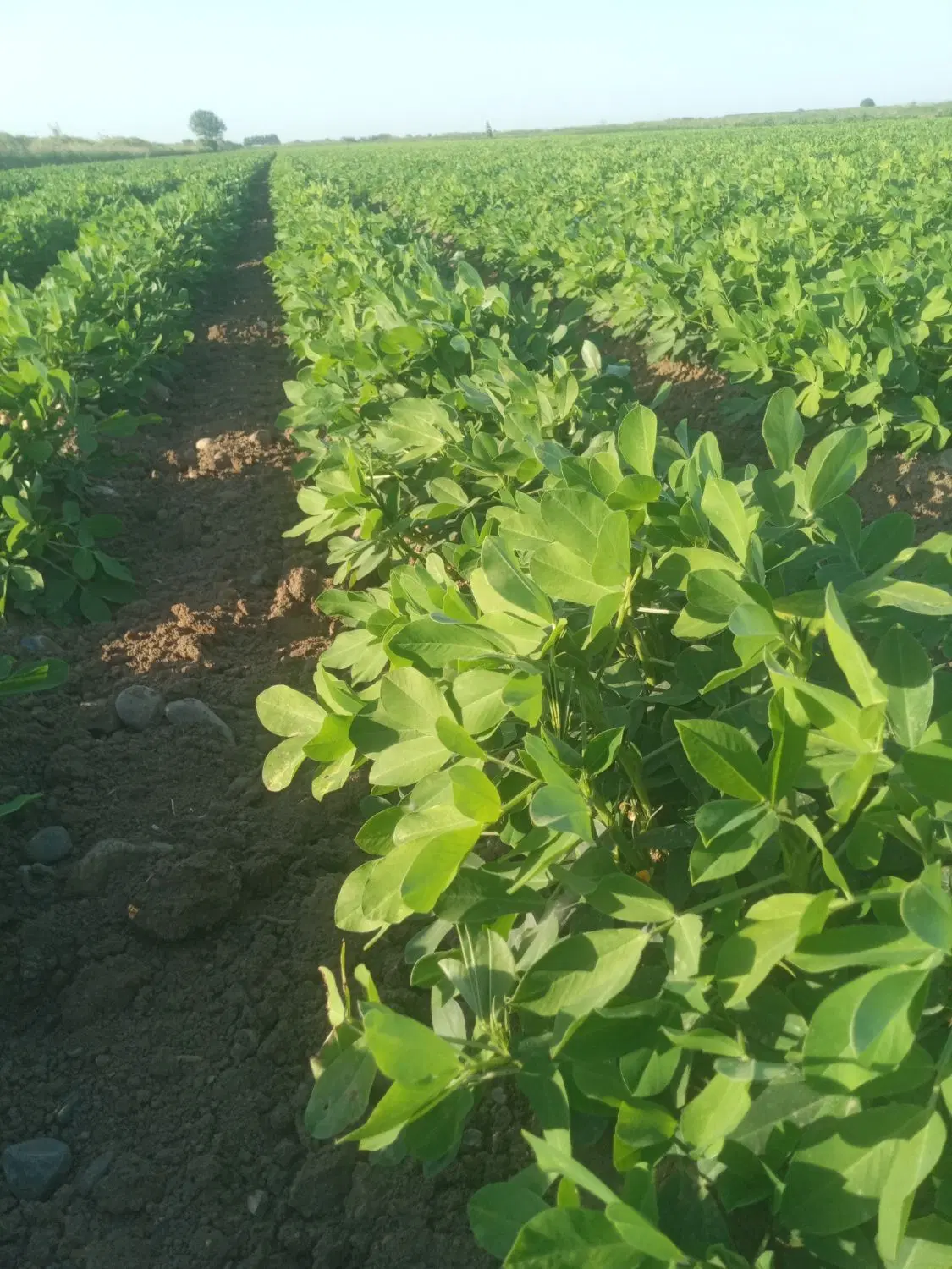 ۱_۵ هکتار زمین برای اجاره