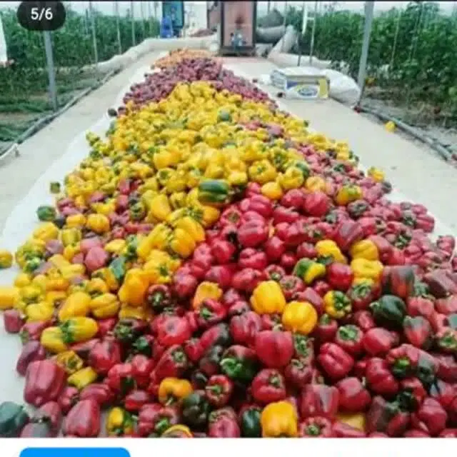 گلخونه نوساز