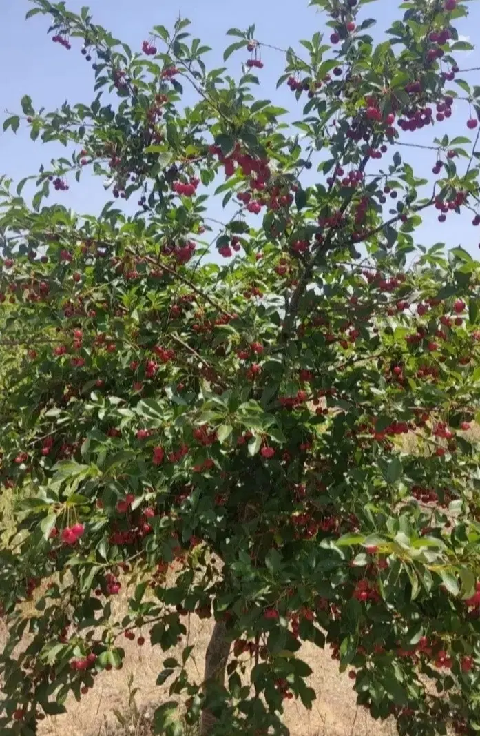 باغ شهر ساوالان