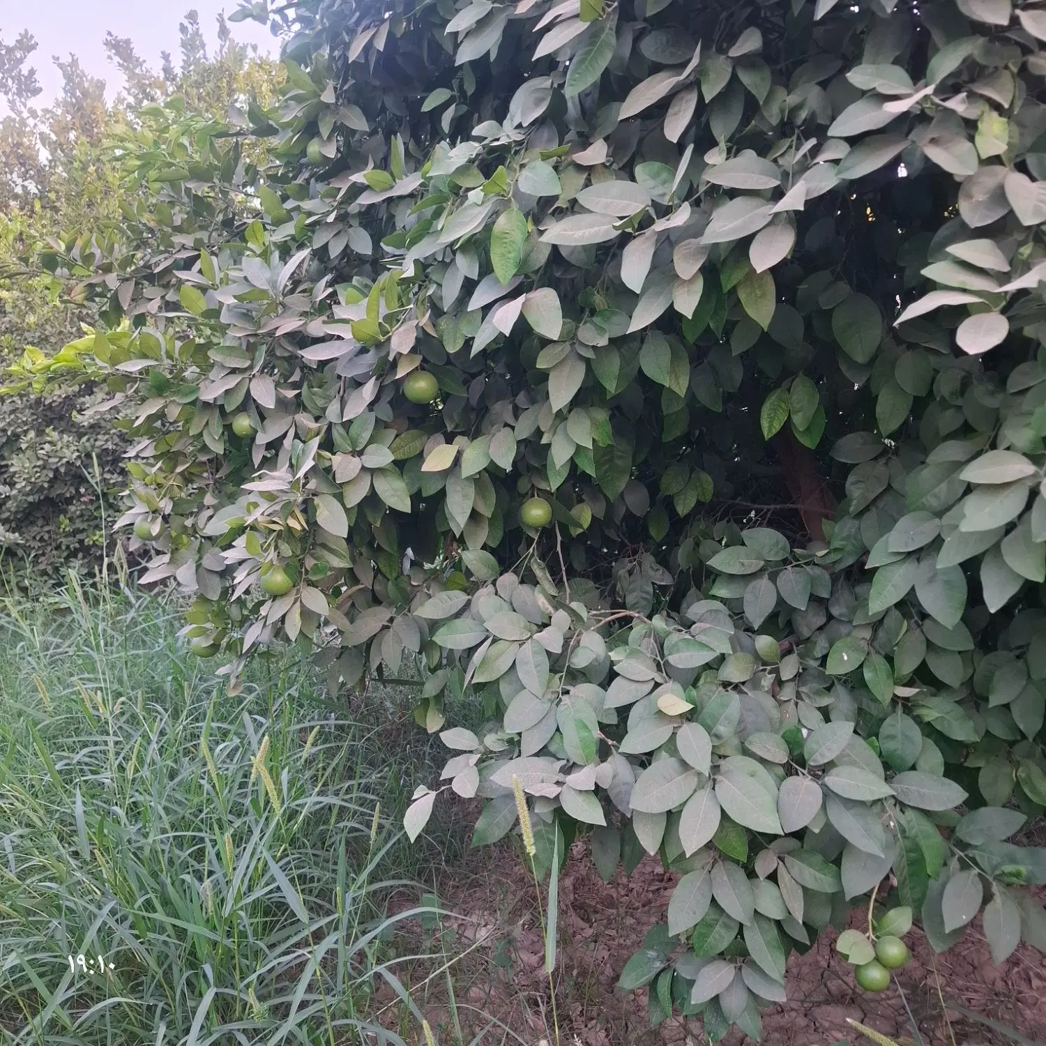 فروش باغچه 600 متری