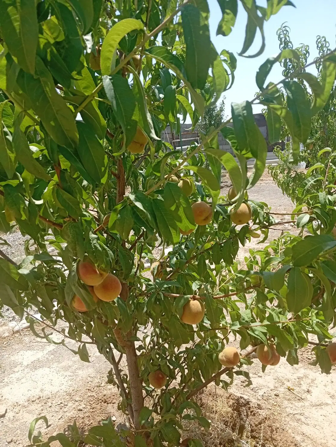 باغچه 250 متری جاده ابلغ امرغون