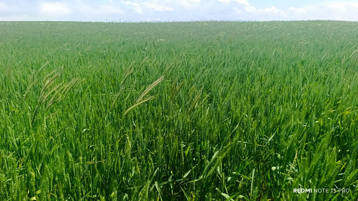زمین نزدیک روستا کریم کندی نمین جنگل فندقلو
