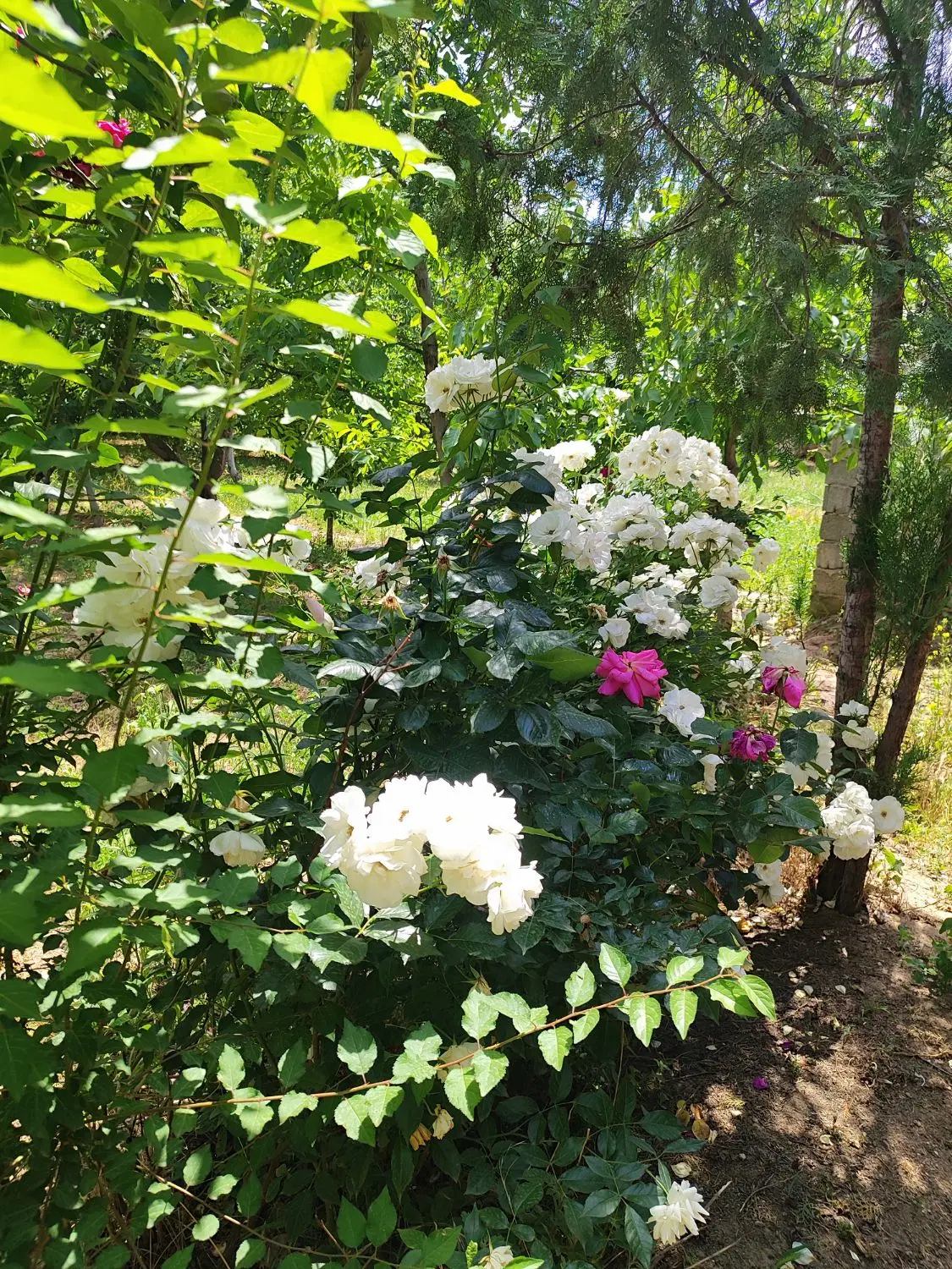 فروش باغ میوه