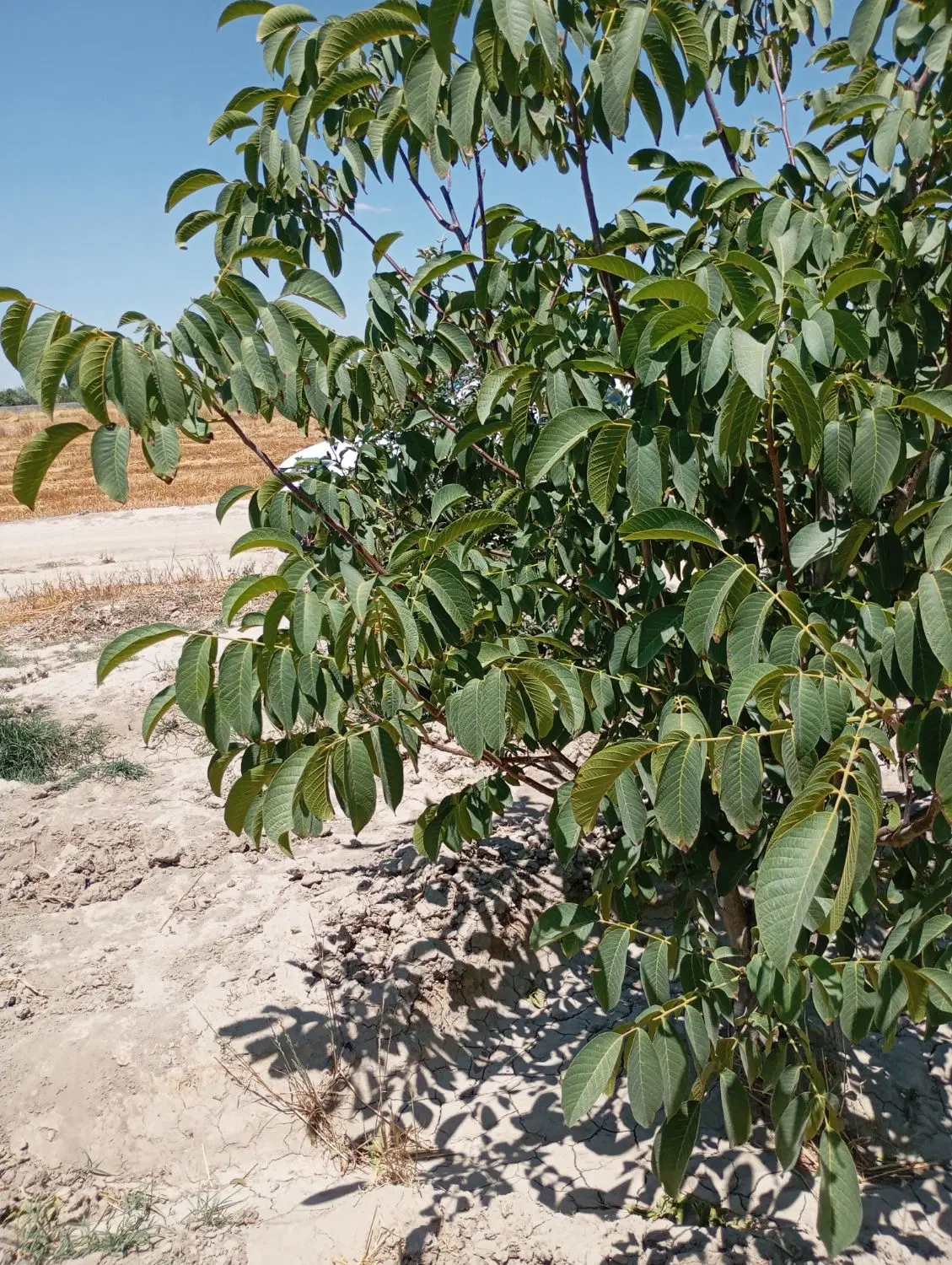 باغ فروشی در چناران کمربندی