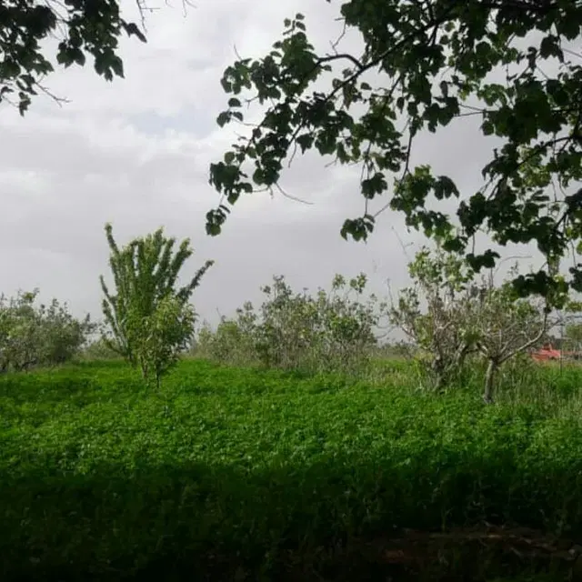 زمین جوپار