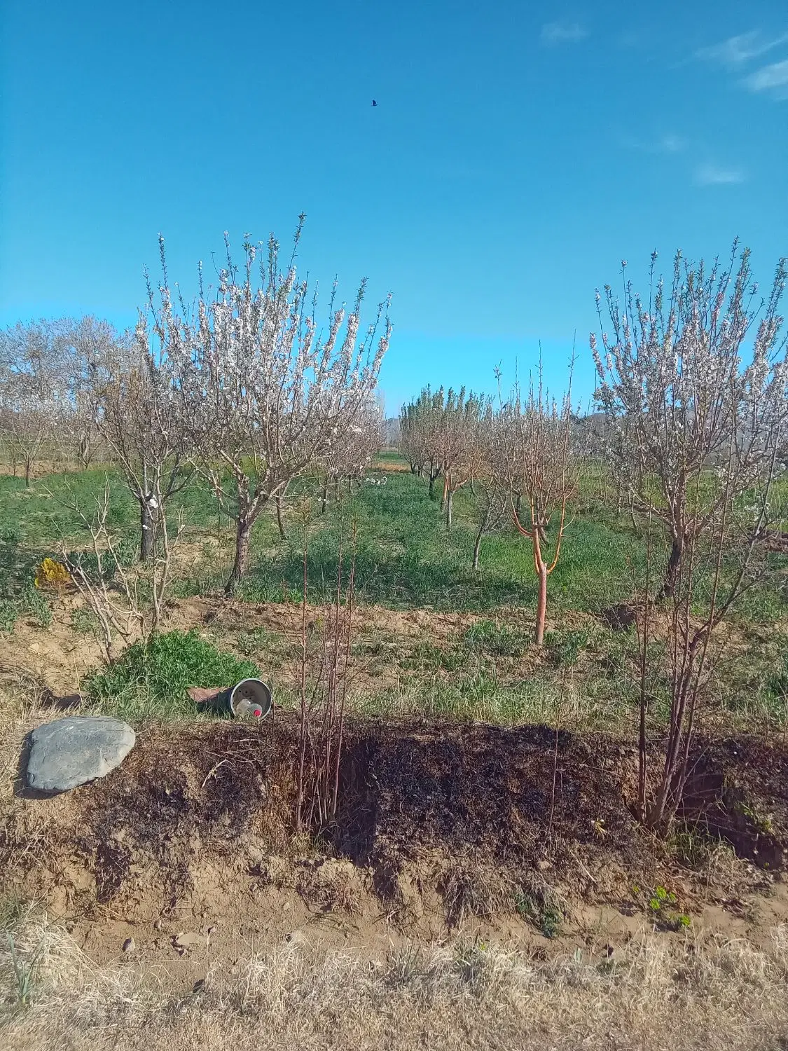 زمین کشاورزی باغ