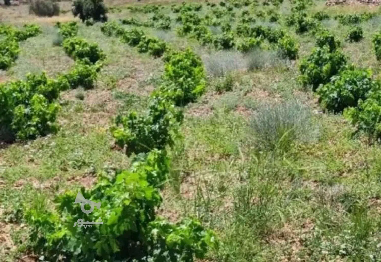 فروش زمین.باغ.باغ شهری