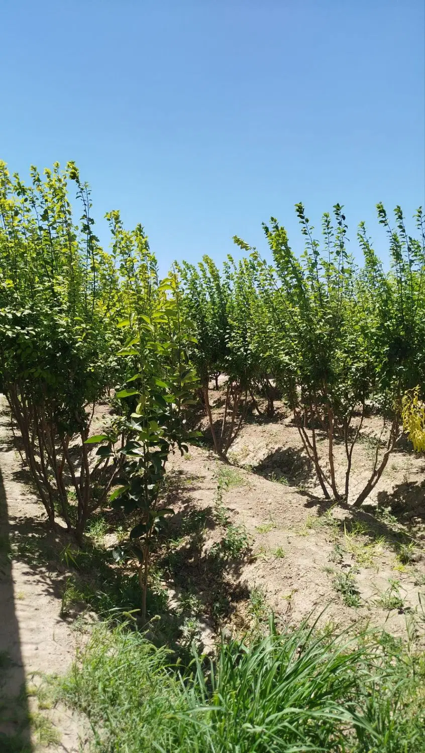 باغ۵۰۰متری