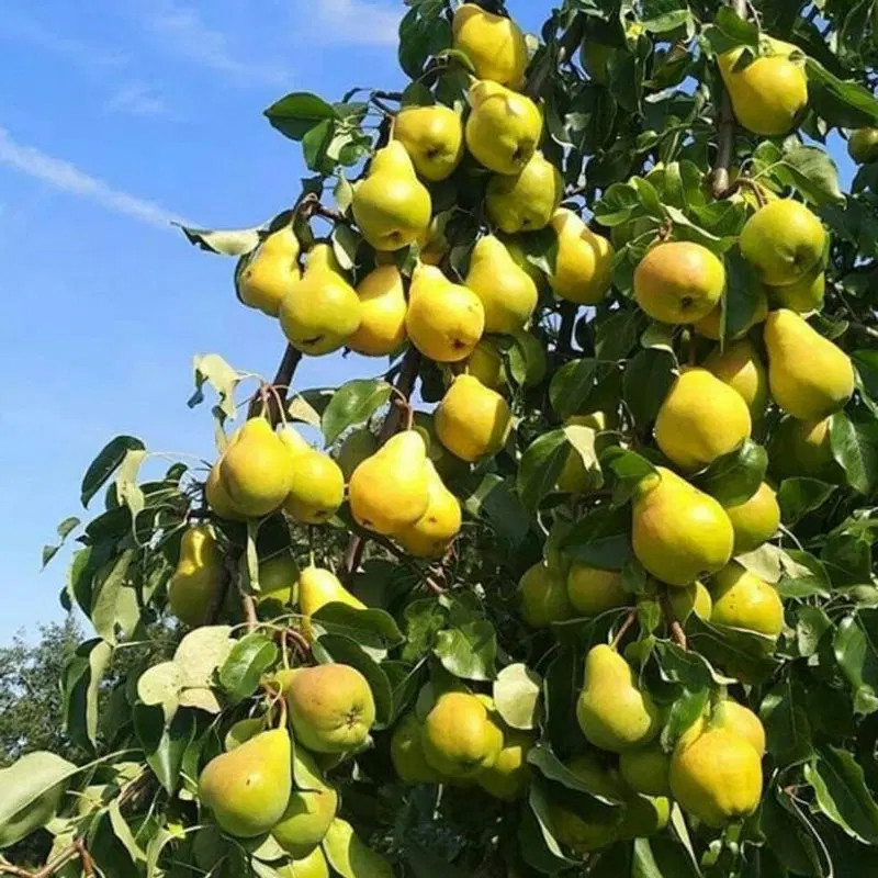 اجاره باغ میوه گلابی ، سیب و...