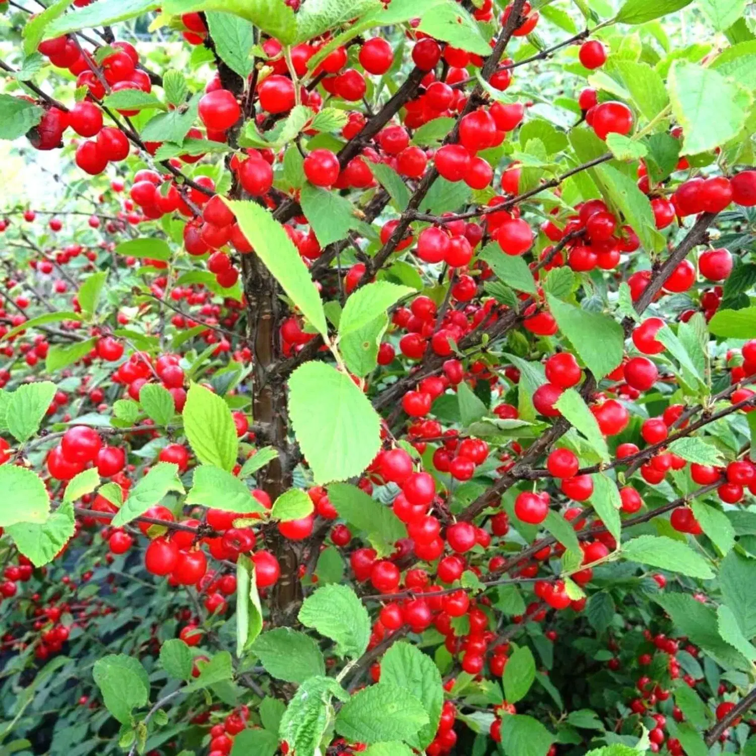 باغ بالای اتوبان گاوخانه