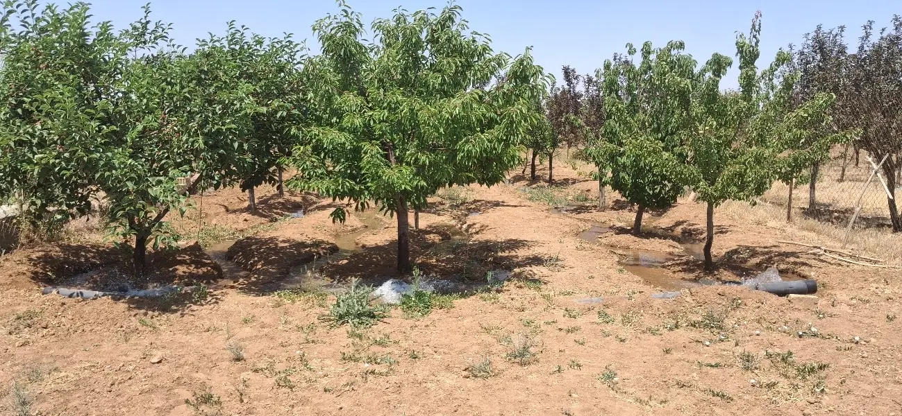 باغ گاوخانه