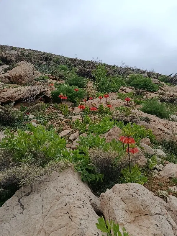 امتیاز گلخانه سمیرم