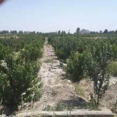 باغ زرنان در متراژ های ۴۰۰ متر و ۸۰۰ متر