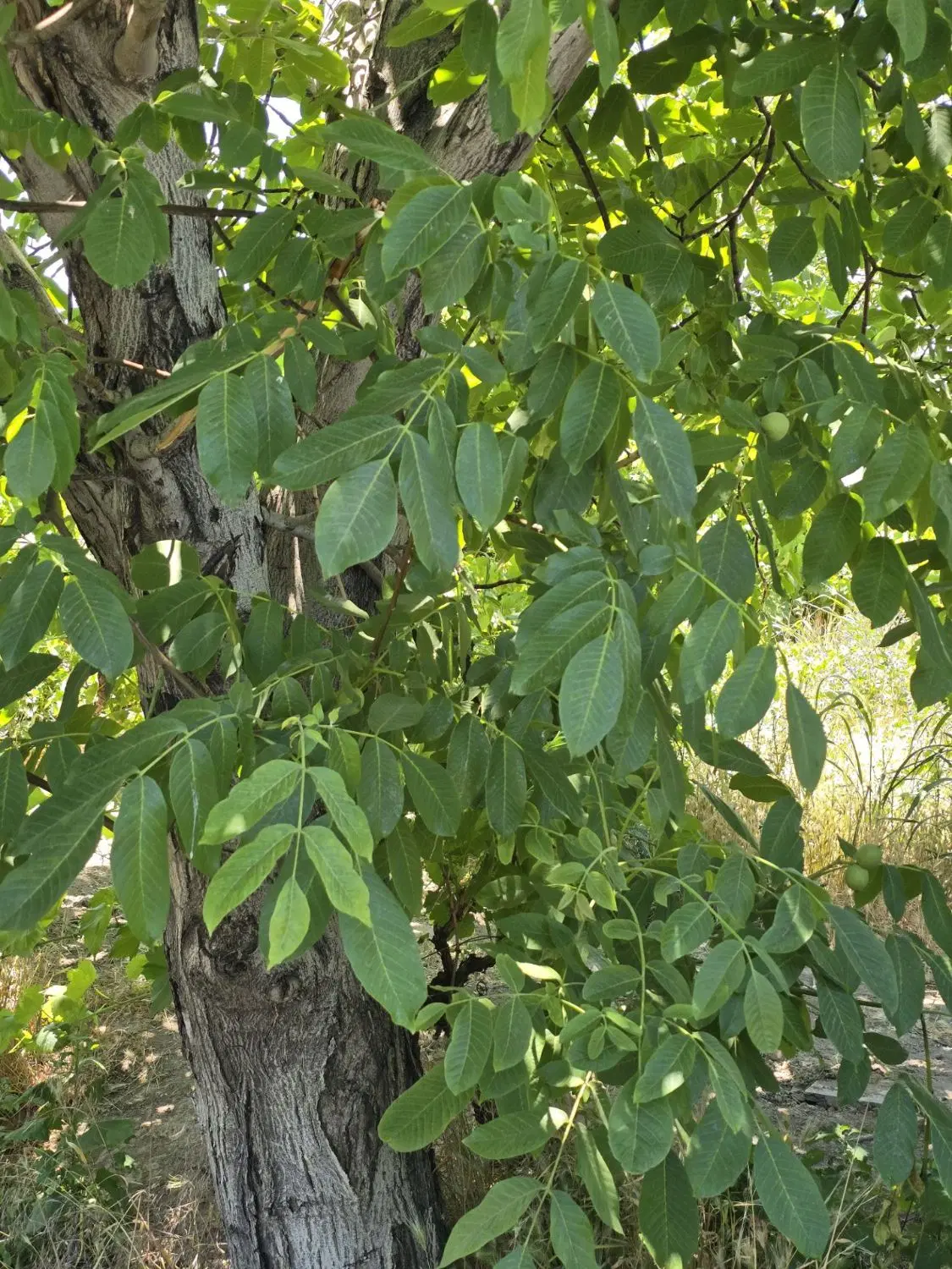 باغ دارای سند آب_کوچه آسفالت