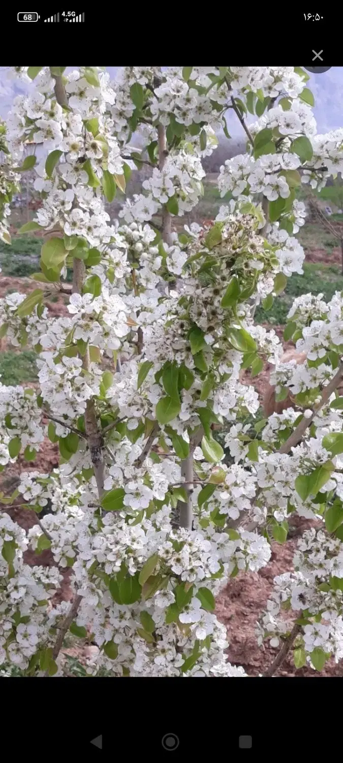 زمین جهت باغ جاده سنندج روستای پیرحیاتی