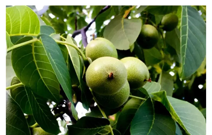 باغستان گردو  وبادام سماغ