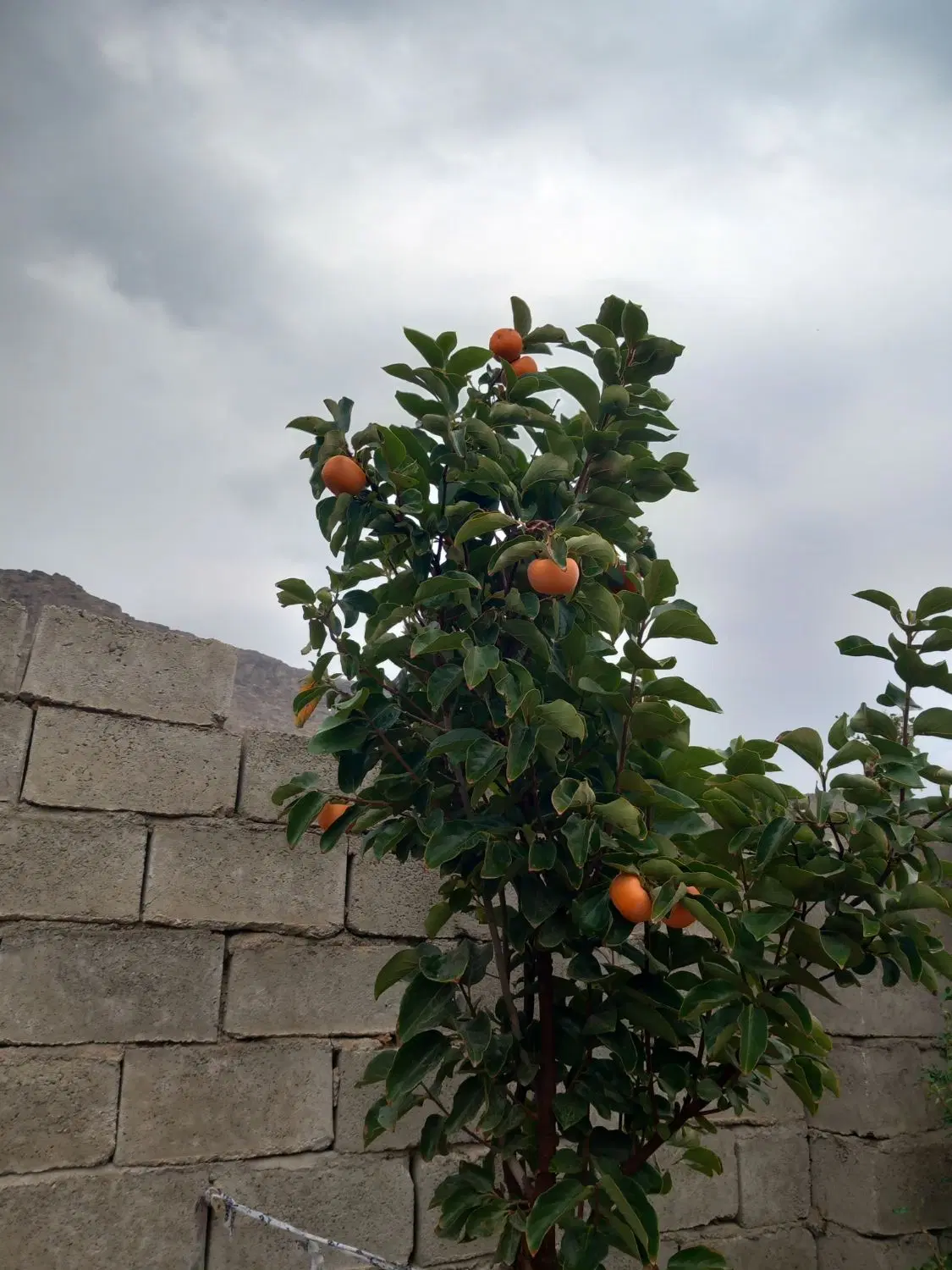 خانه باغ سه طبقه