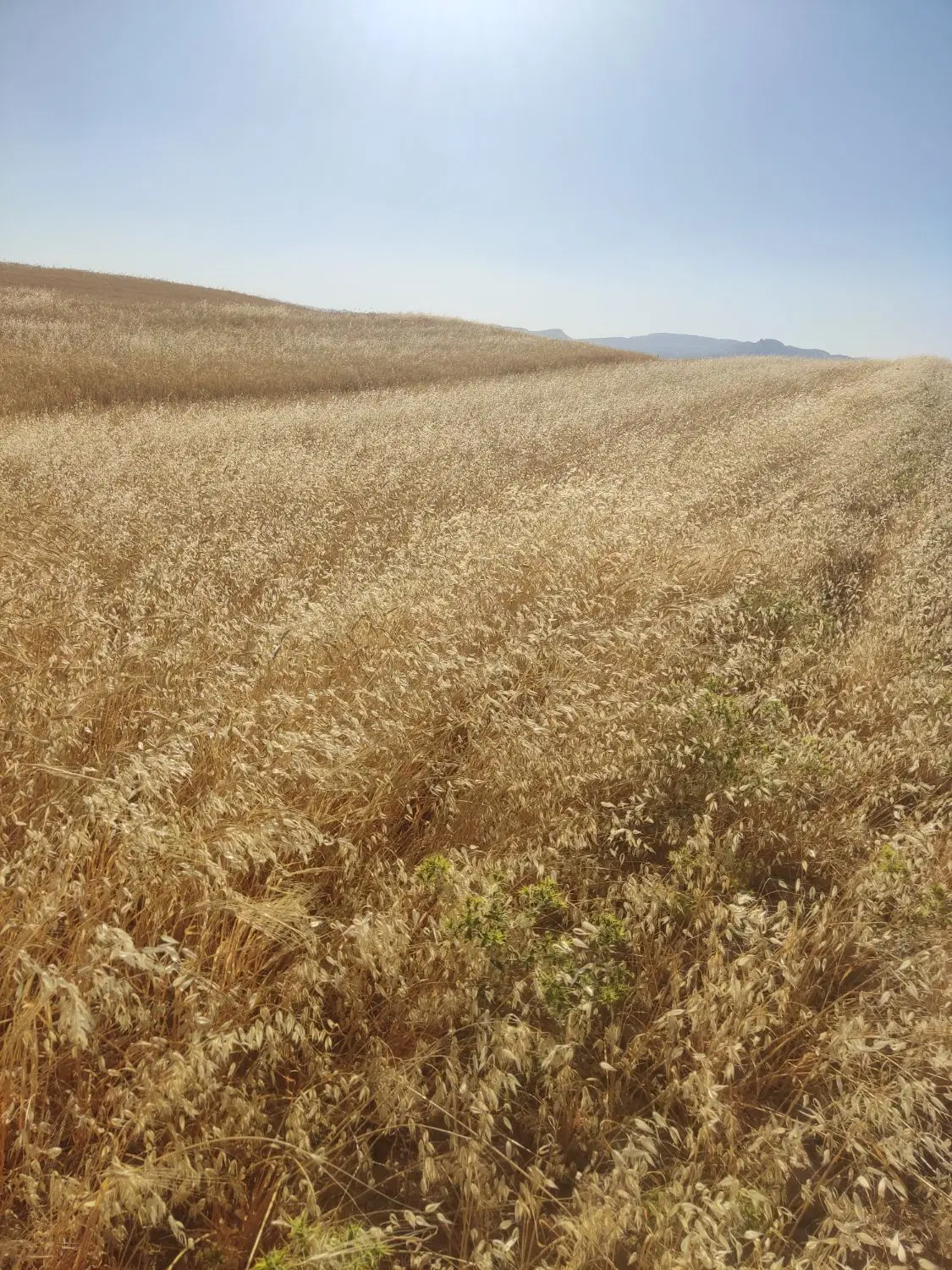 فروش زمین کشاورزی واقع در خوشناموند