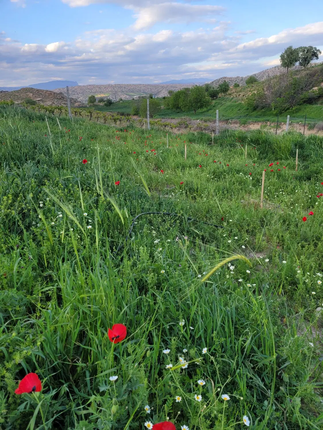 زمین برای خانه باغ