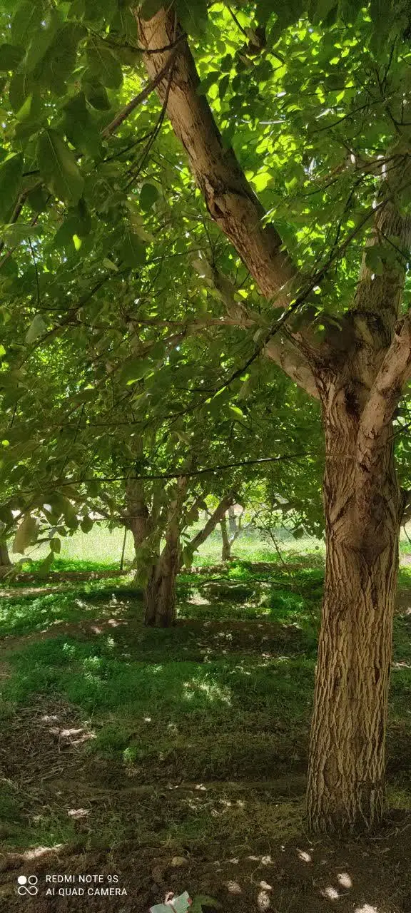 زمین نزدیک چشمه در سامان