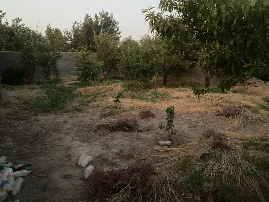 باغچه