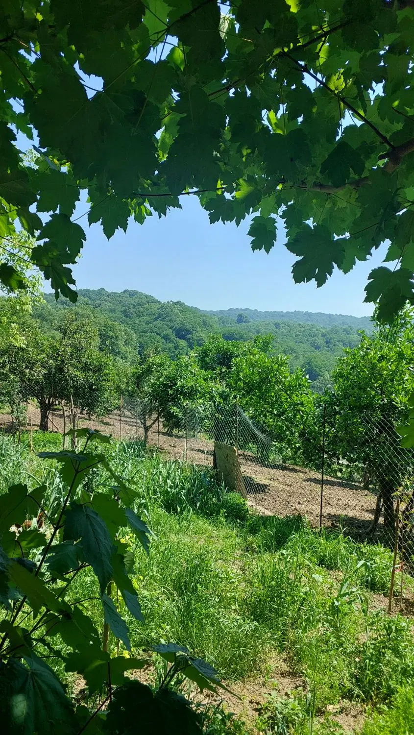 زمین در بافت مسکونی روستای اهنگرکلای بیشه سر