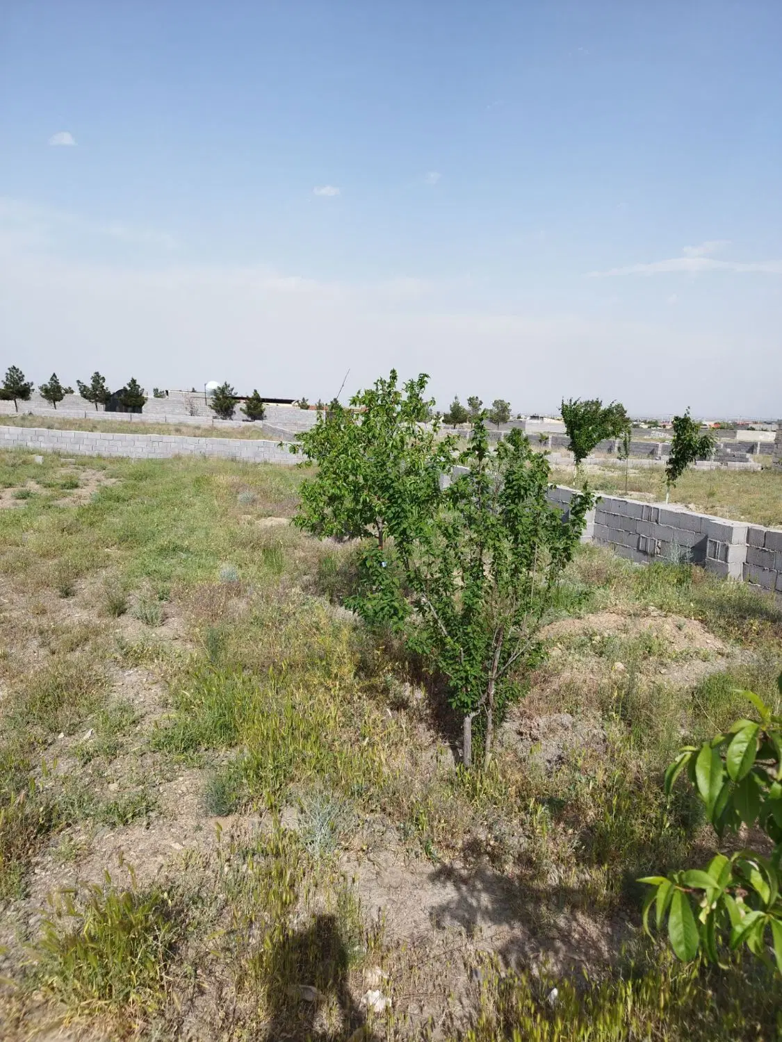 زمین هزارمتری باغی