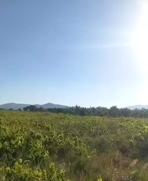 باغ انگور