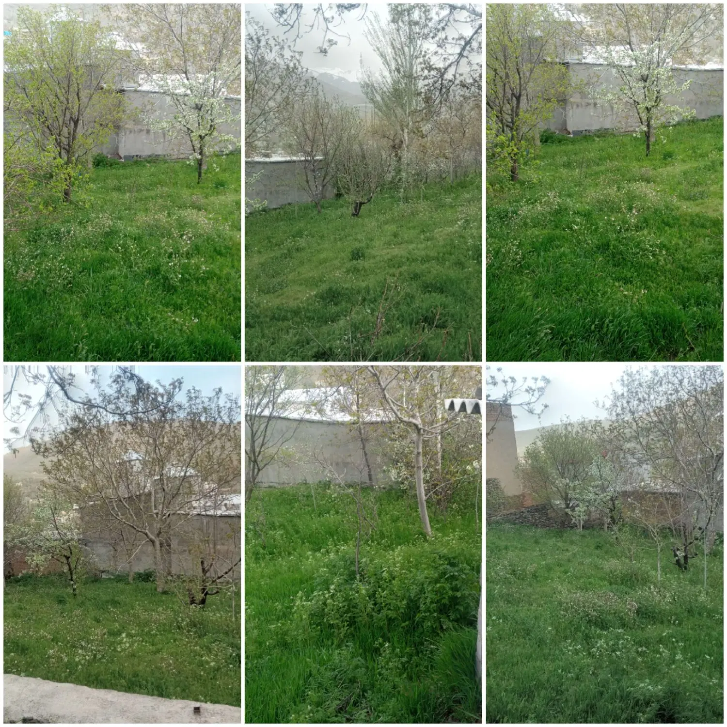 باغ میوه