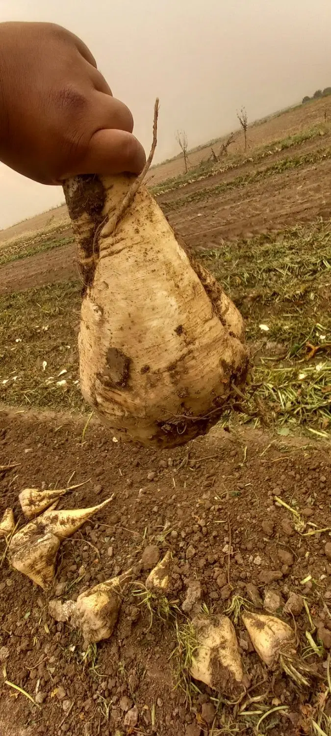 زمین کشاورزی