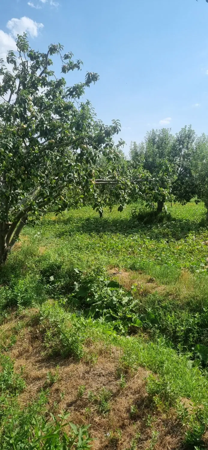 یک قطعه باغ ۱۰۰۰ متری