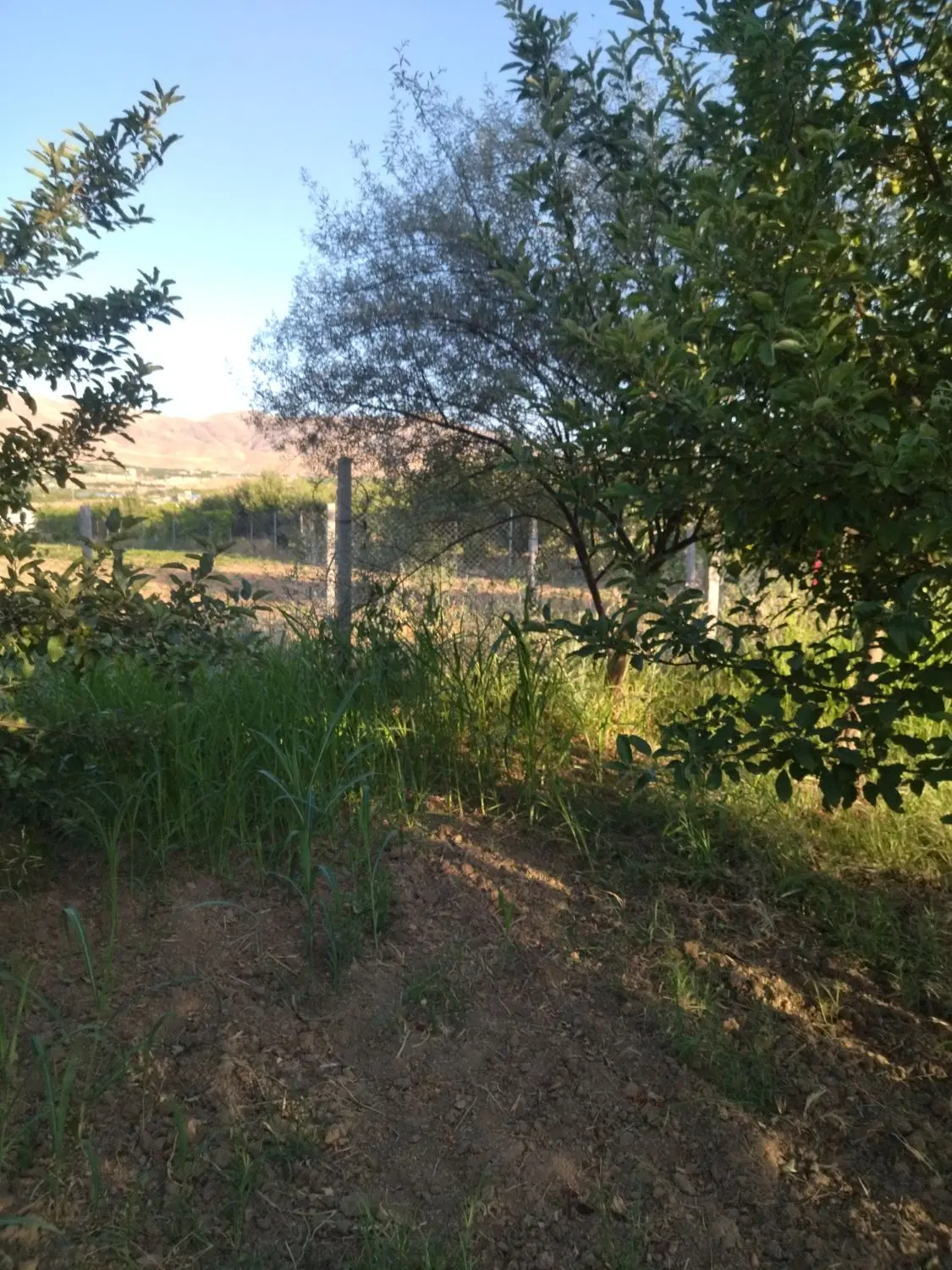 زمین کشاورزی