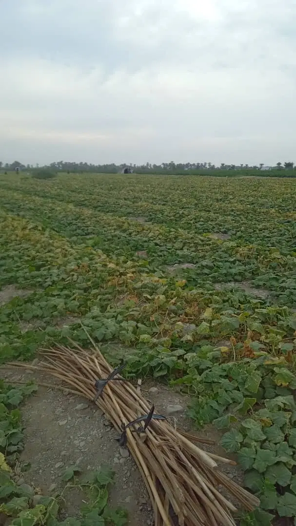 سرمایه گذاری در کشاورزی