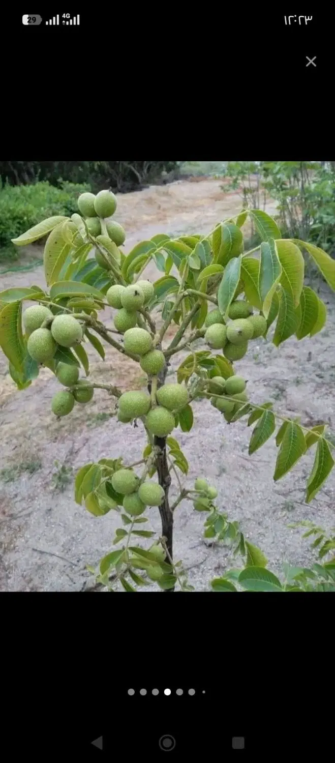 زمین کندور در روستای زیبای چالوس