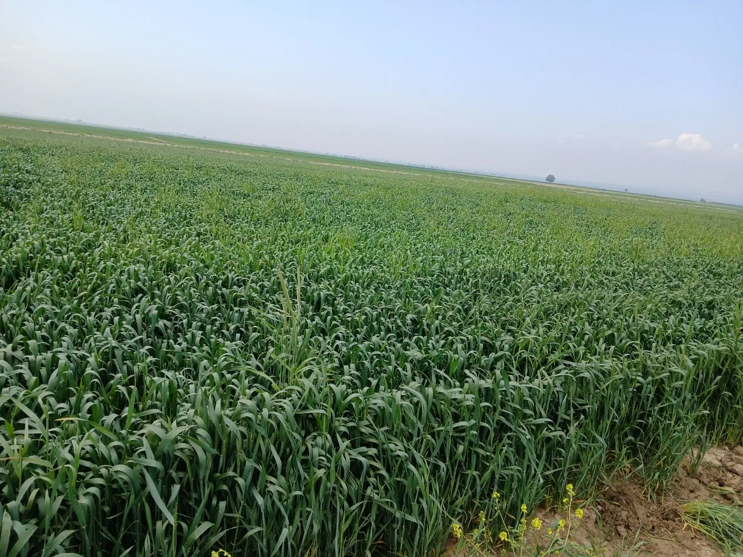 زمین کشاورزی