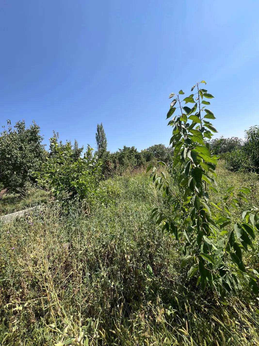 باغچه ویلایی با کانکس جاده سلماس بالو ۱۷۵۰ متر